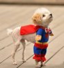 cute-superman-dog-costume816.jpg